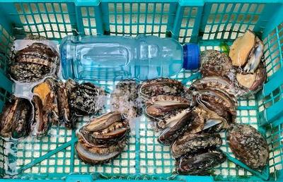 大连早市物价扫描 水果便宜桃子价低，海产品少人买，卖家却说鲜活没事