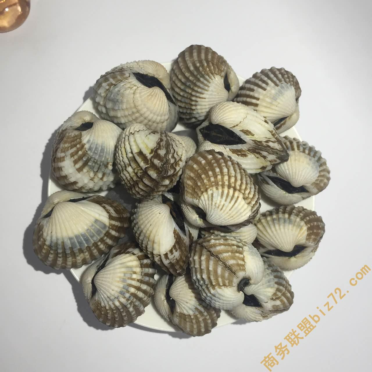 探秘鲜味之源 宁德直供二三蚶与鲜活贝类批发