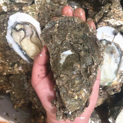 鲜活半壳大生蚝批发攻略 买50个包邮，烧烤必备的海味优选！