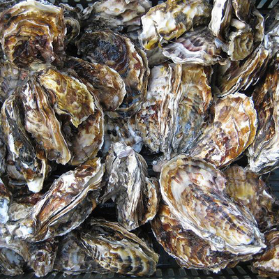 源自纯净海域的极致鲜甜 正宗乳山牡蛎十斤礼盒装深度解析