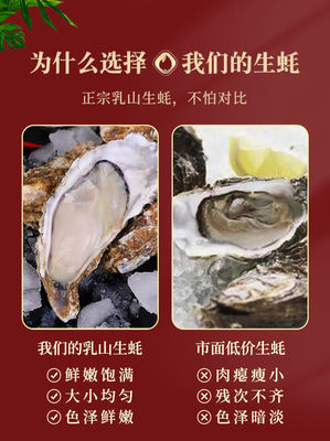 从海到餐桌的鲜美旅程 乳山生蚝的品质之谜
